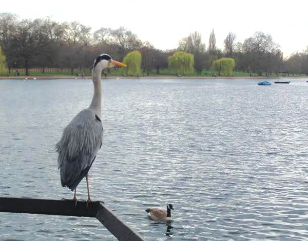 Hyde Park5