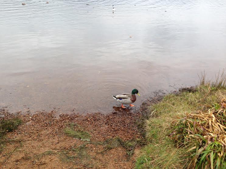 Loch Morlich2