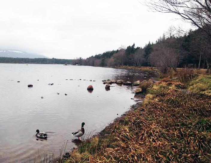 Loch Morlich3