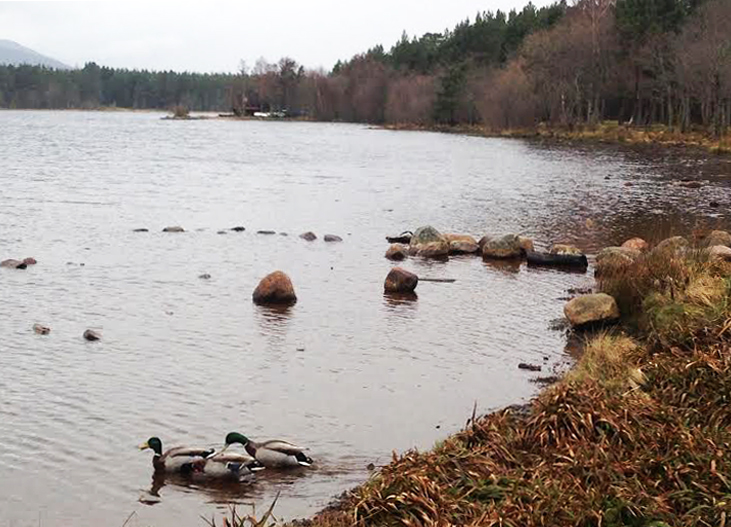 Loch Morlich4
