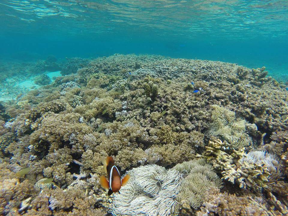 Pulau Lembeh5