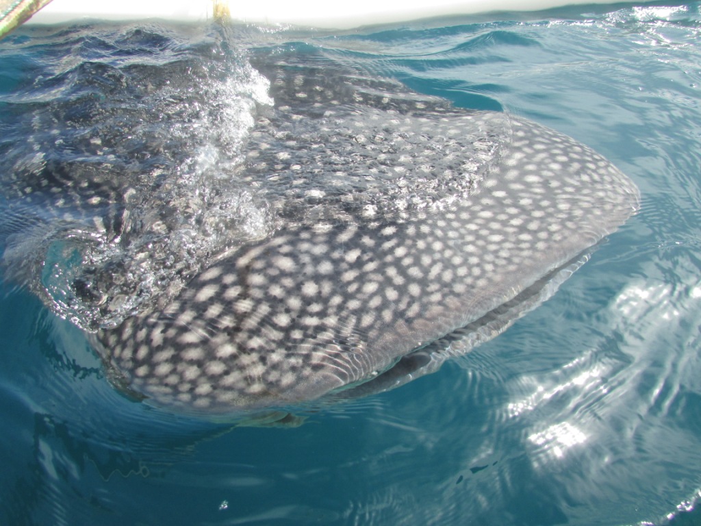Si hiu paus Whale Shark, tanpa menyelam Anda bisa melihat bahkan menyentuhnya.