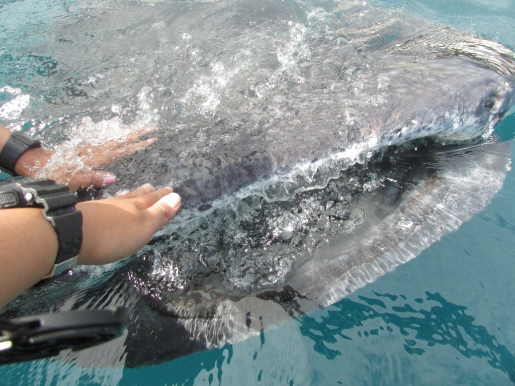 Sayangi si hiu paus ini, jangan sampai terluka oleh perahu Anda