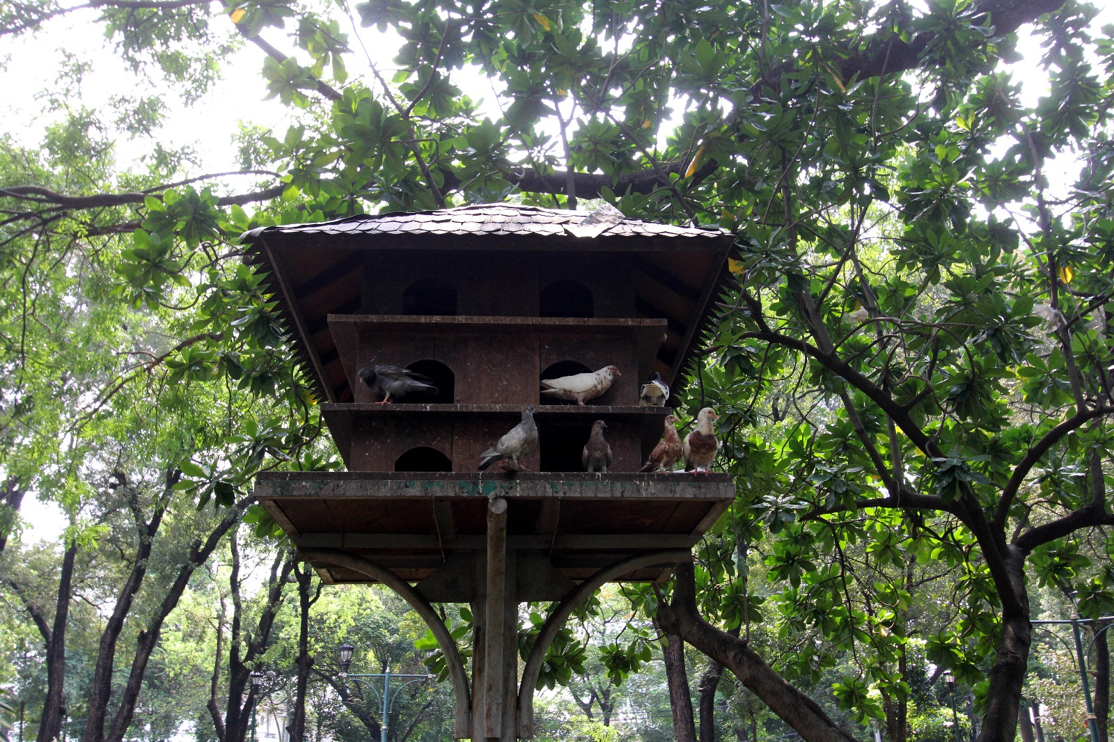 Suropati Park4