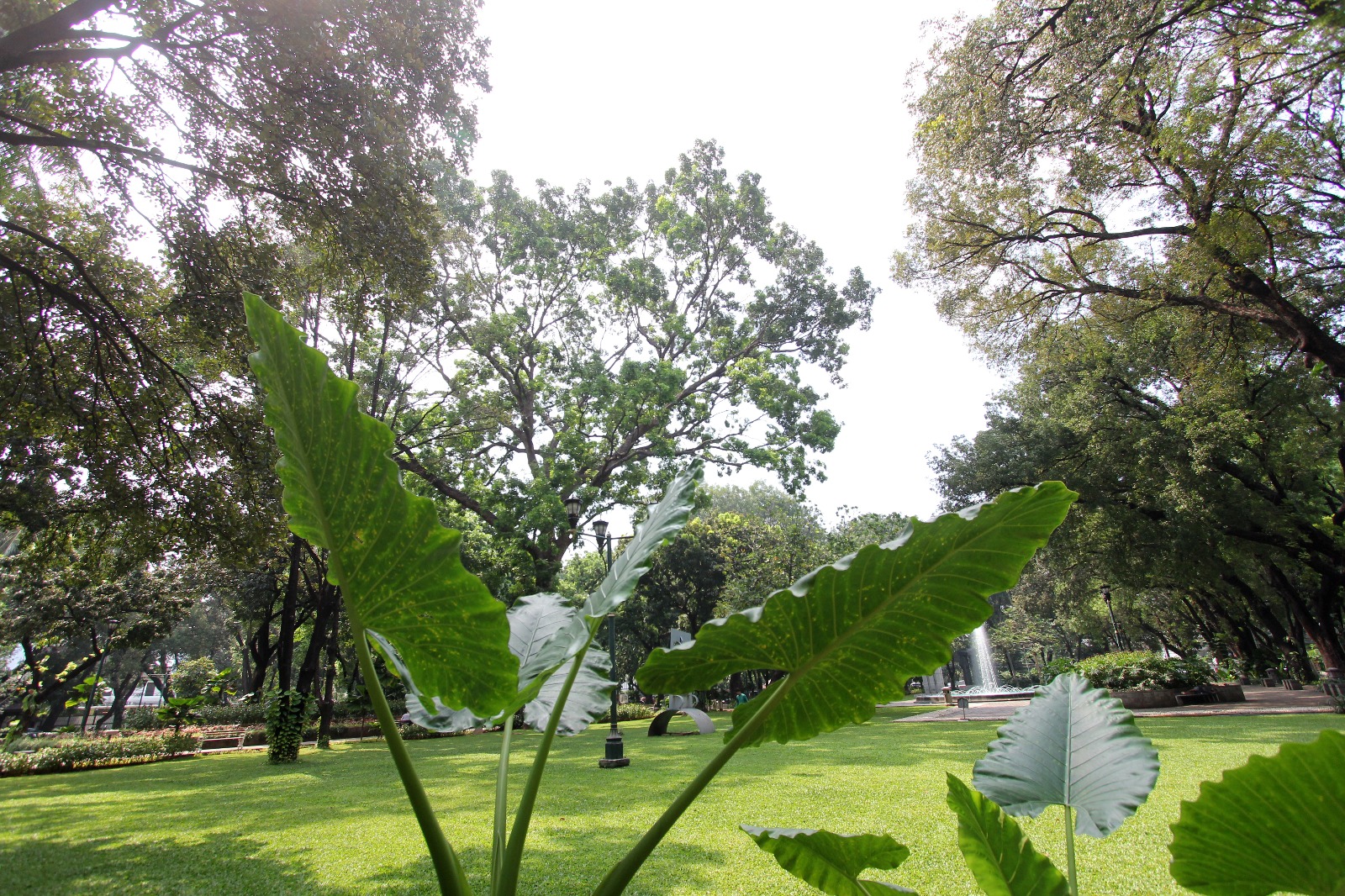 Suropati Park8