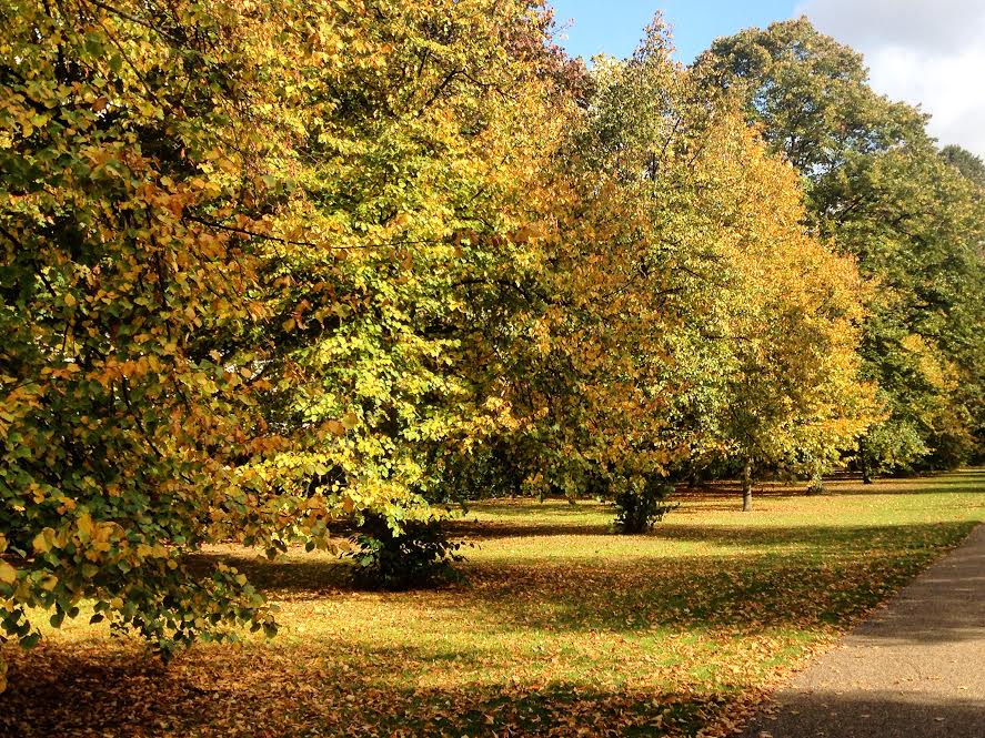 Autumn in Hyde Park