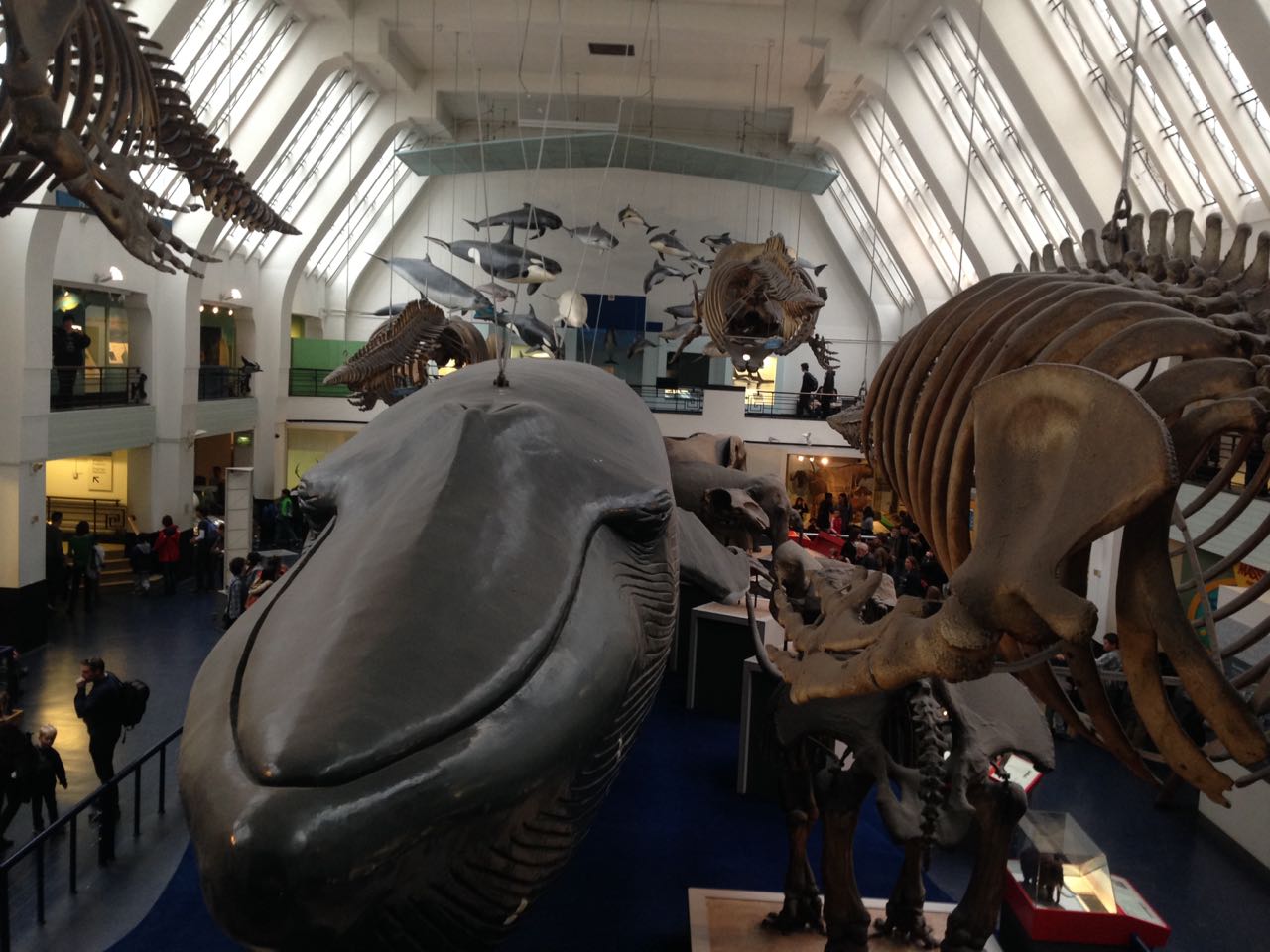 Replika hewan langka di London Natural History Museum (Photo: Fanny Sue/ Vibizmedia)