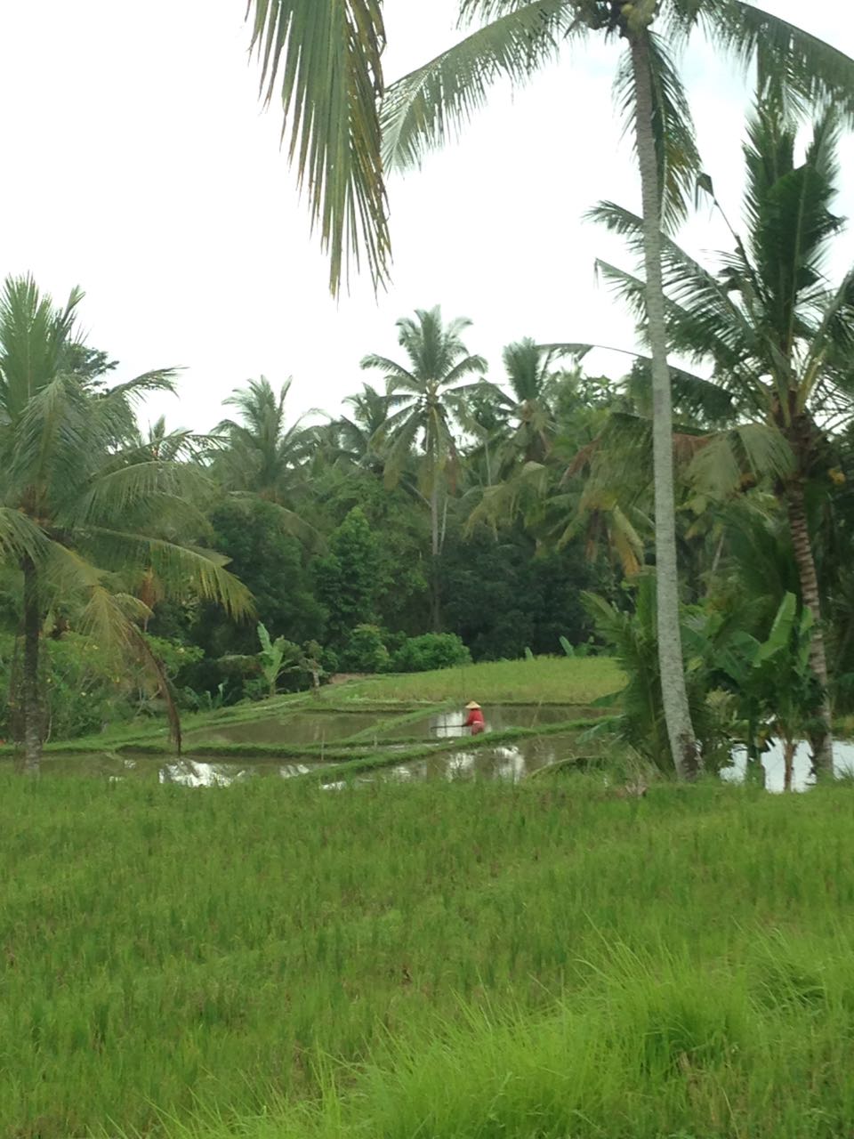 Area persawahan di Campahan, Ubud, Bali (Photo: Fanny Sue/ Vibizmedia)