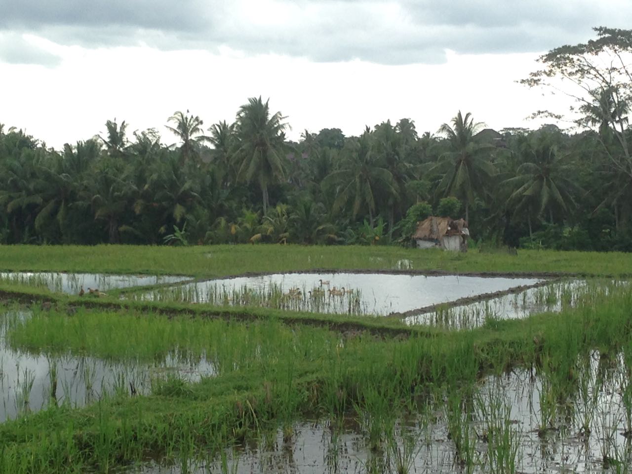 Area persawahan dengan bebek-bebek sawah di Campahan, Ubud, Bali (Photo: Fanny Sue/ Vibizmedia)