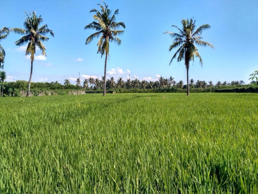 Indahnya persawahan di Desa Kedunggabang, Banyuwangi (Photo: M Fitriani/ Vibizmedia.com)