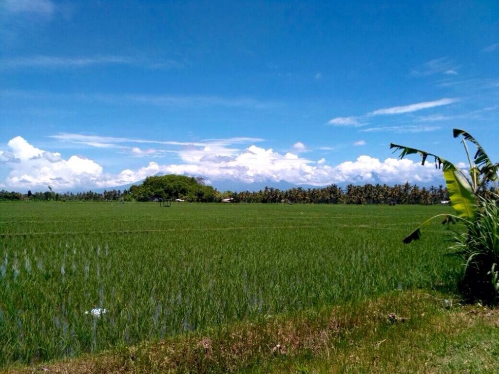 Indahnya persawahan di desa Purwoharjo, Banyuwangi (Photo: M. Fitri/ Vibizmedia.com)