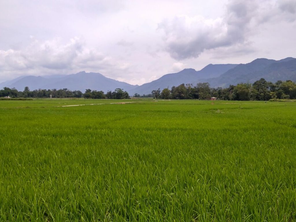 Paduan sawah padi, dunung, langit dan awan, di Simpang Sigura-gura, Kecamatan Porsea, Kabupaten Toba Samosir (Photo: Yudi Sinambela/ Vibizmedia.com)