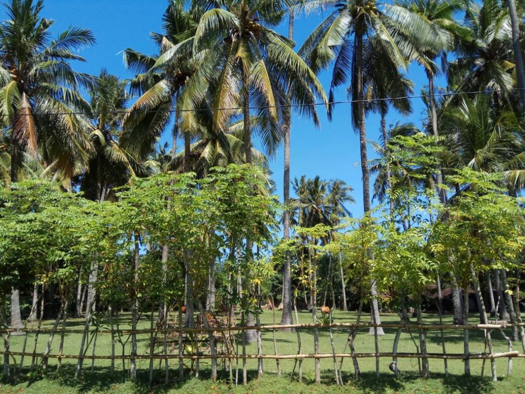Suasana desa Perancak, desa pesisir pantai dengan pohon-pohon kelapa sejauh mata memandang (Photo: Vera Indriani/ BD)