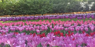 Wisata Bunga Tulip di Keukenhof Belanda