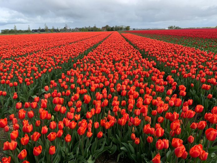 Hamparan Ladang Tulip di Flevoland Belanda