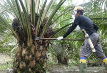 Hilirisasi Industri Sawit Untuk Tingkatkan Nilai Tambah Sawit