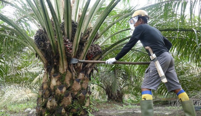 Hilirisasi Industri Sawit Untuk Tingkatkan Nilai Tambah Sawit