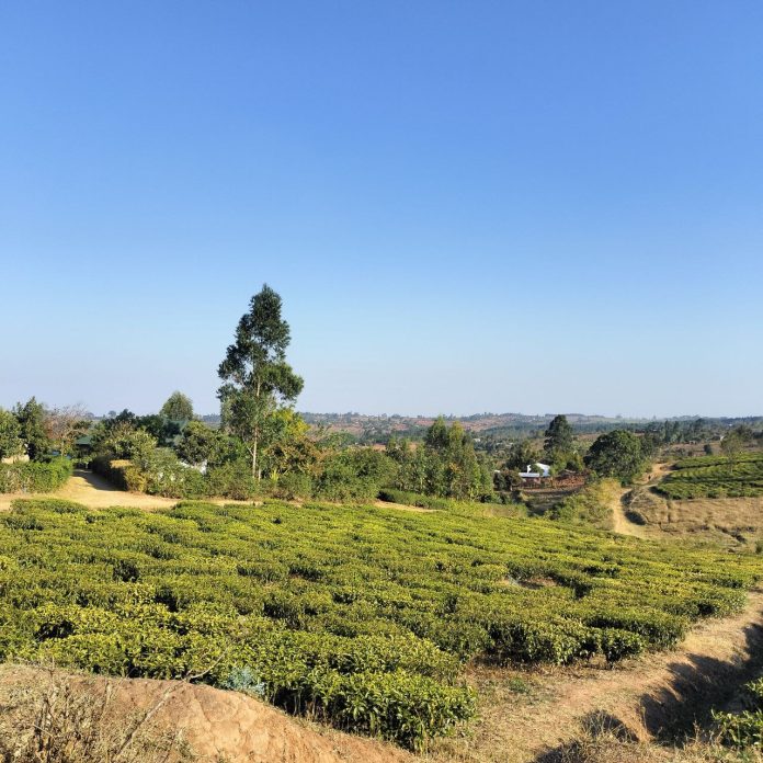 Perkebunan Teh terbesar di Thyolo District Blantyre Malawi